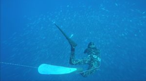 Freediving/Spearfishing Gear